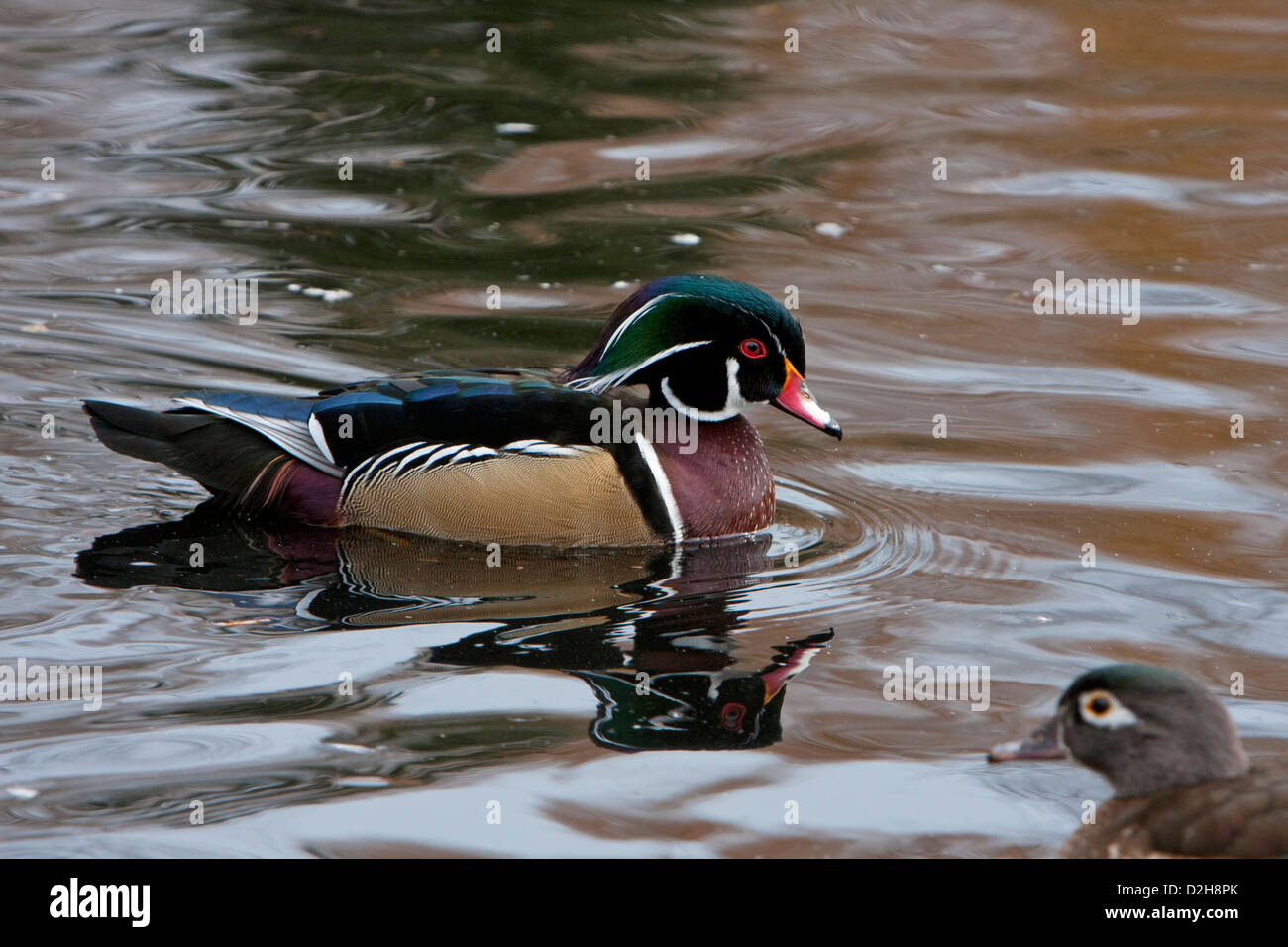 Wood Duck (Aix sponsa) male at Kings Pond, Victoria, Vancouver Island, BC, Canada in March with ripples and reflections on water Stock Photo