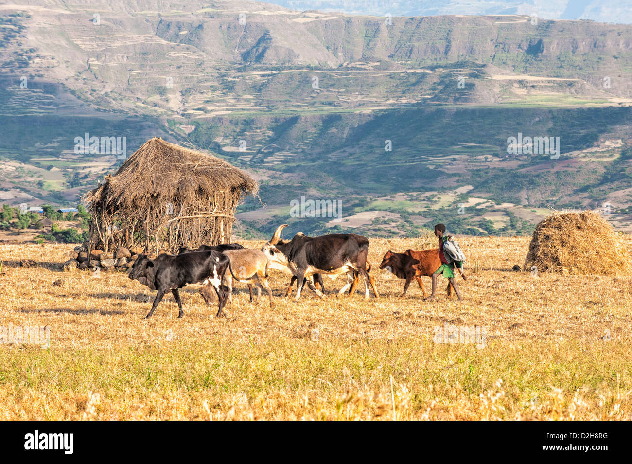 Farmers herding cows, Lalibela, Amhara region, Northern Ethiopia Stock Photo