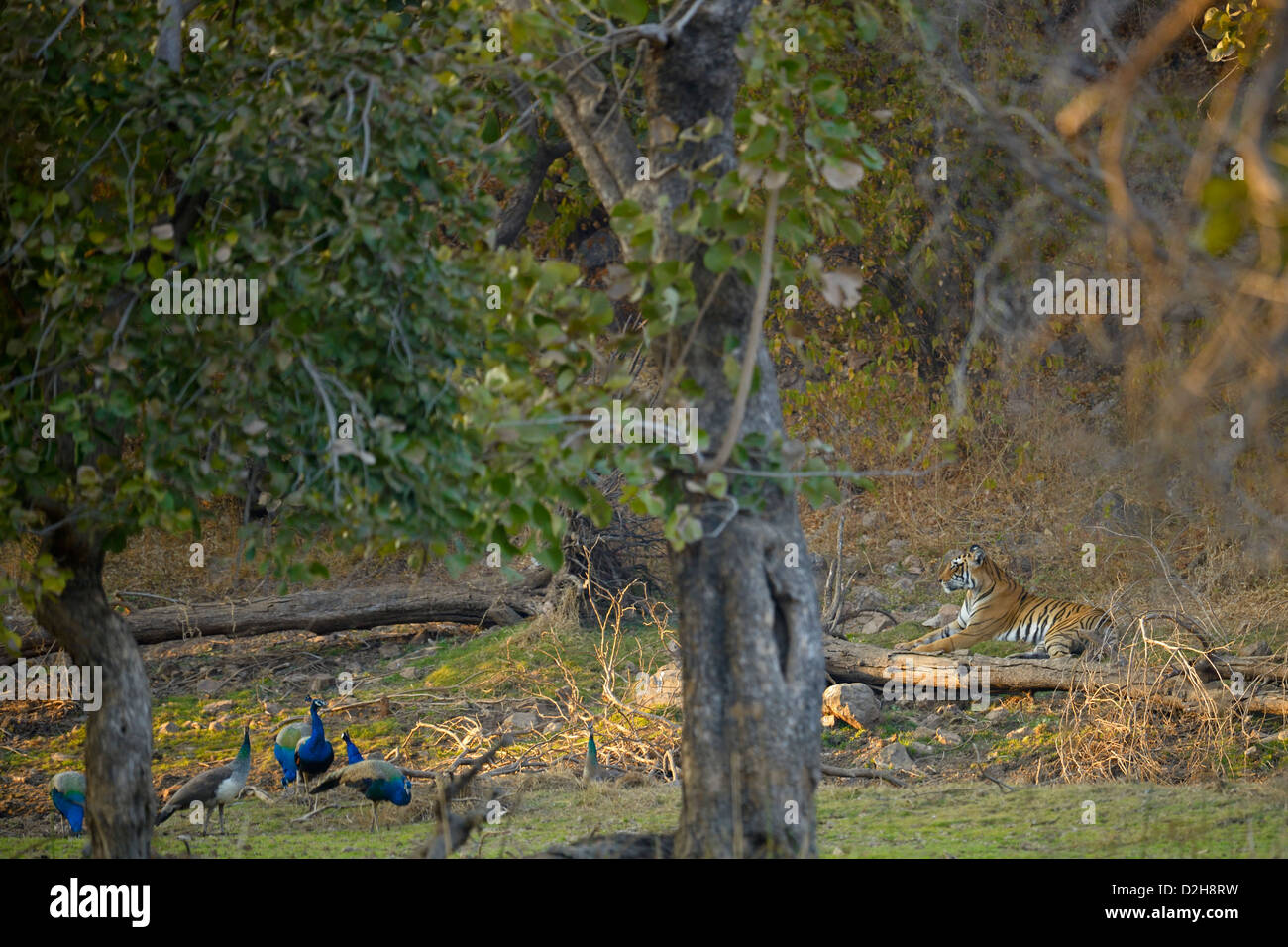 Tiger and a group of peacocks in the dry deciduous habitat of Ranthanbhore tiger reserve Stock Photo