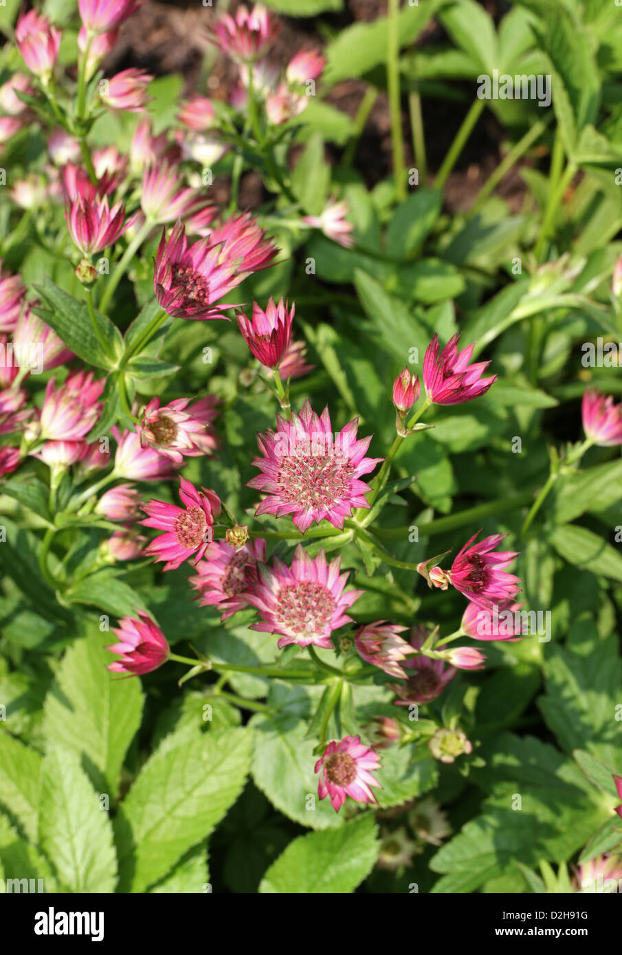 Masterwort, Great Masterwort, Astrantia major 'Roma', Apiaceae (Umbelliferae). Flowers native to Europe and Western Asia. Stock Photo