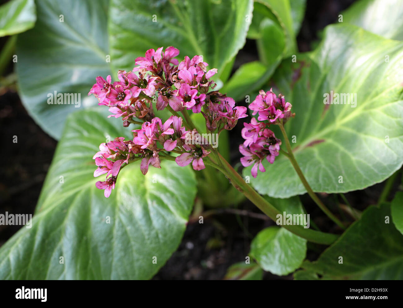 Bergenia aka Pigsqueak, 'Bressingham Ruby', Saxifragaceae, Siberia Stock Photo