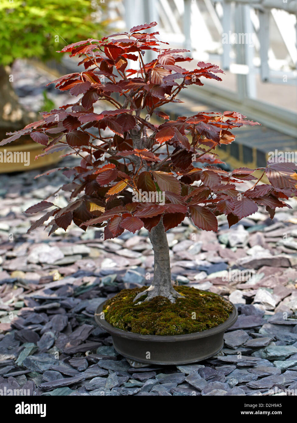 Bonsai Tree, Purple Beech, Fagus sylvatica atropurpurea, Fagaceae. 25 years old. Stock Photo