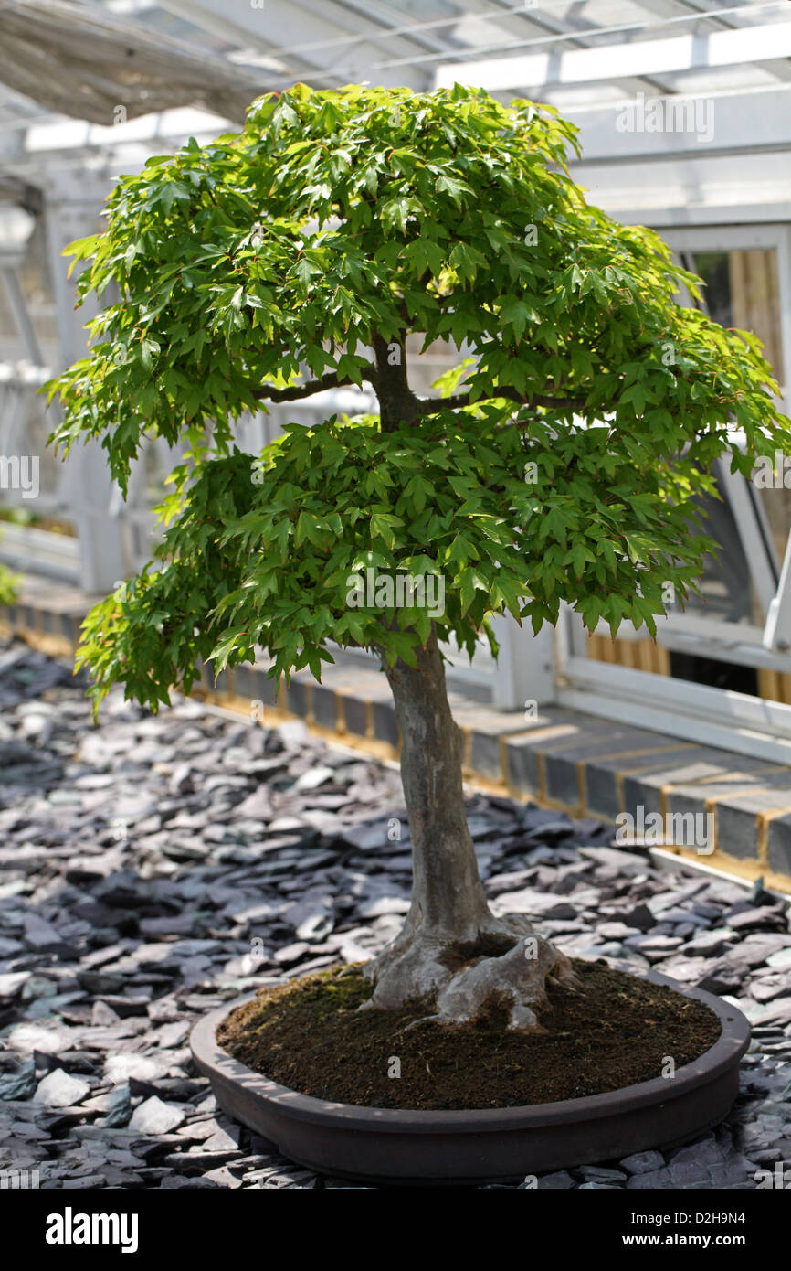 Bonsai Tree, Trident Maple, Acer buergerianum, Sapindaceae (Aceraceae). Japan. Stock Photo