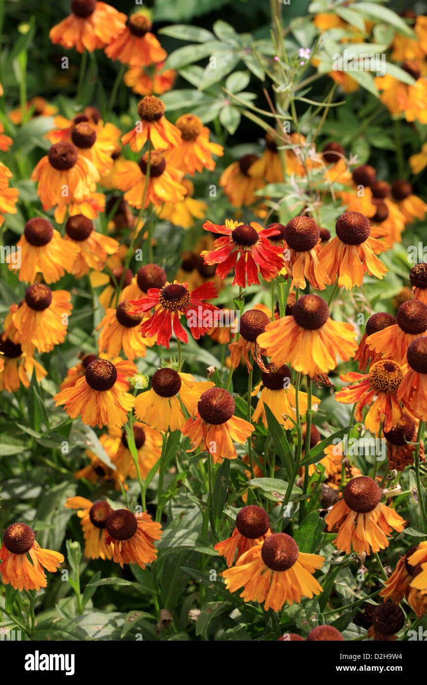 Helens Flower, Sneezeweed, Helenium pumilum 'Magnificum', Asteraceae. North America. Stock Photo