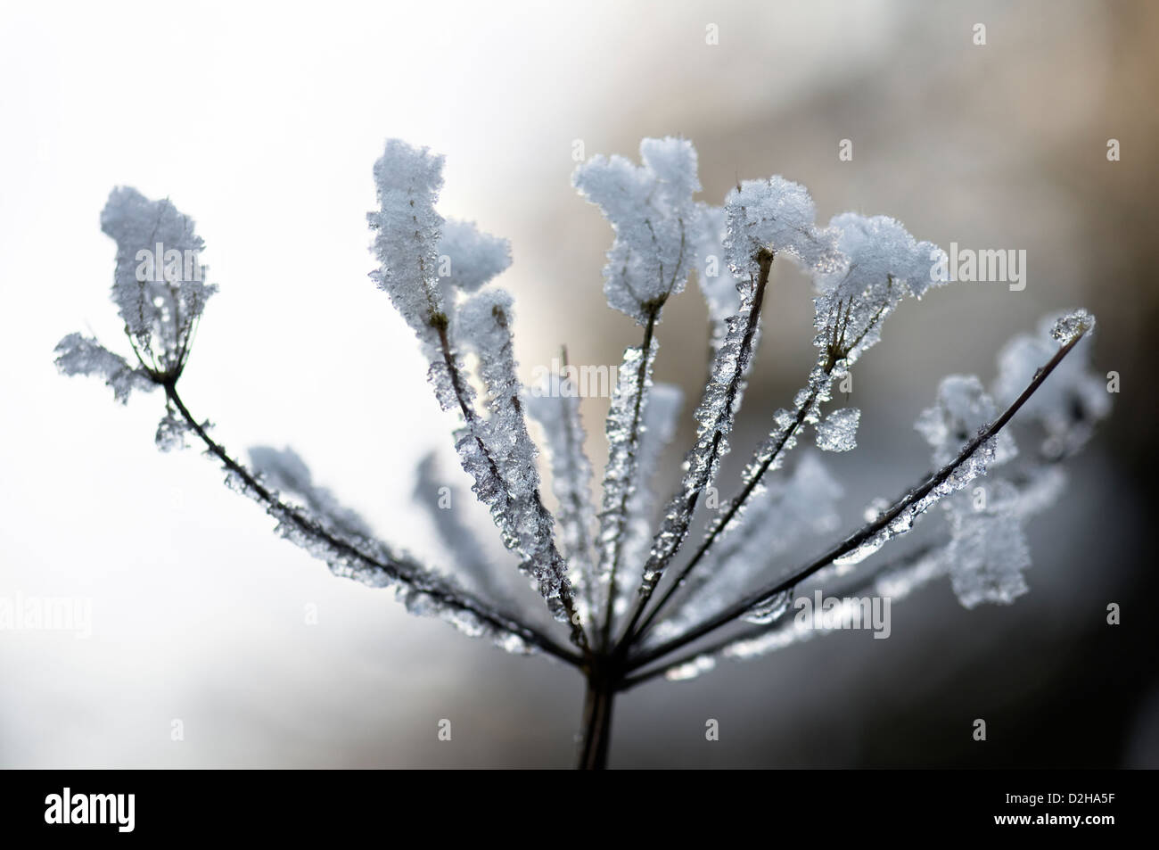 Close up wintry scene of hoar frost on a frozen umbellifer plant showing ice crystals taken at Priddy the Mendips uk Stock Photo