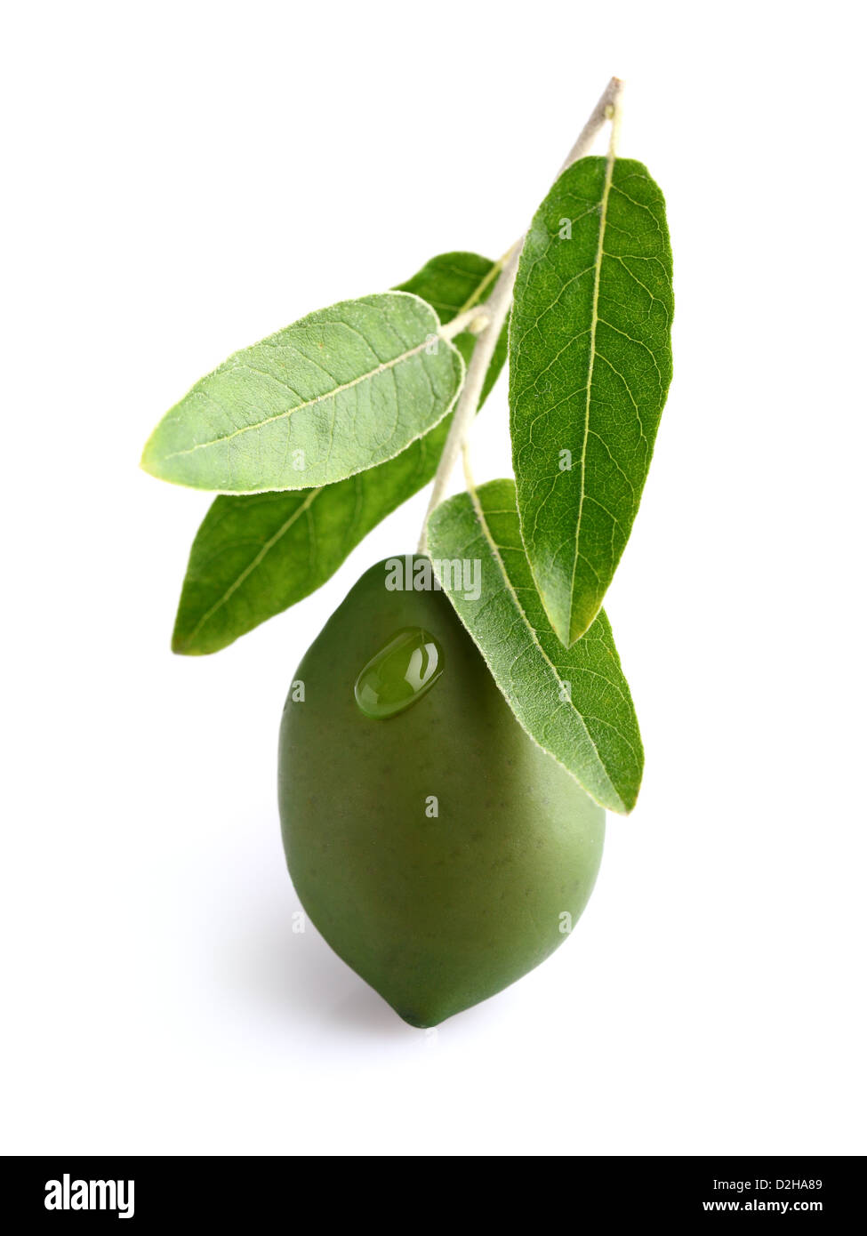 Green olive on a white background Stock Photo