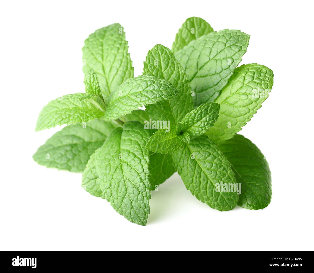 Peppermint in closeup Stock Photo