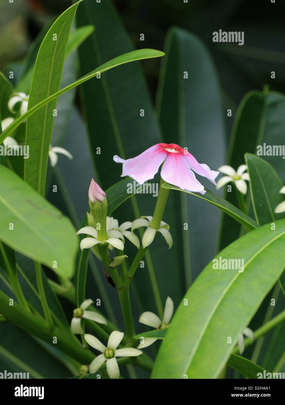 Sea Mango, Cerbera manghas, Apocynaceae. A Small Evergreen Coastal Tree from Tropical Asia. Stock Photo