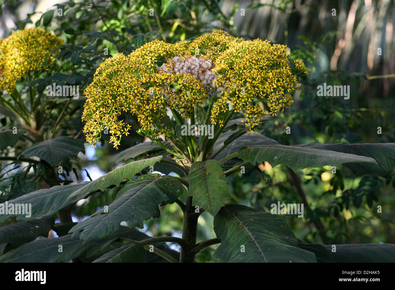 Senecio grandifolius, Asteraceae. Mexico and Central America. Ragworts and Groundsels. Stock Photo