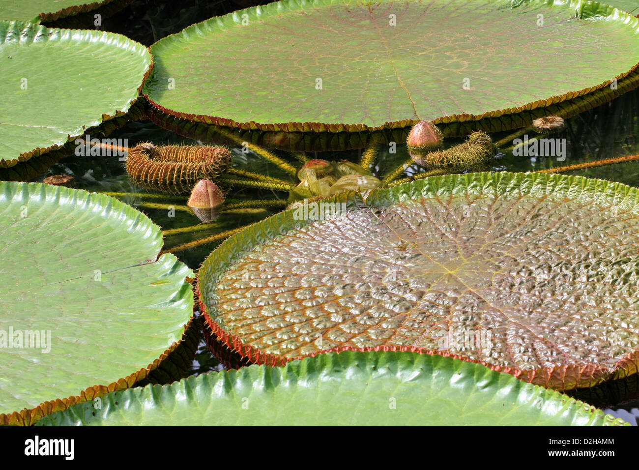 Victoria Giant Lily Pads, Victoria amazonica, Nymphaeaceae. Amazon River Basin. Stock Photo