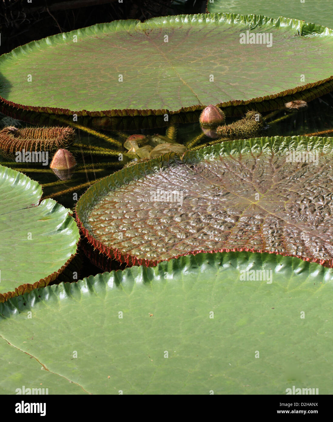 Victoria Giant Lily Pads, Victoria amazonica, Nymphaeaceae. Amazon River Basin. Stock Photo