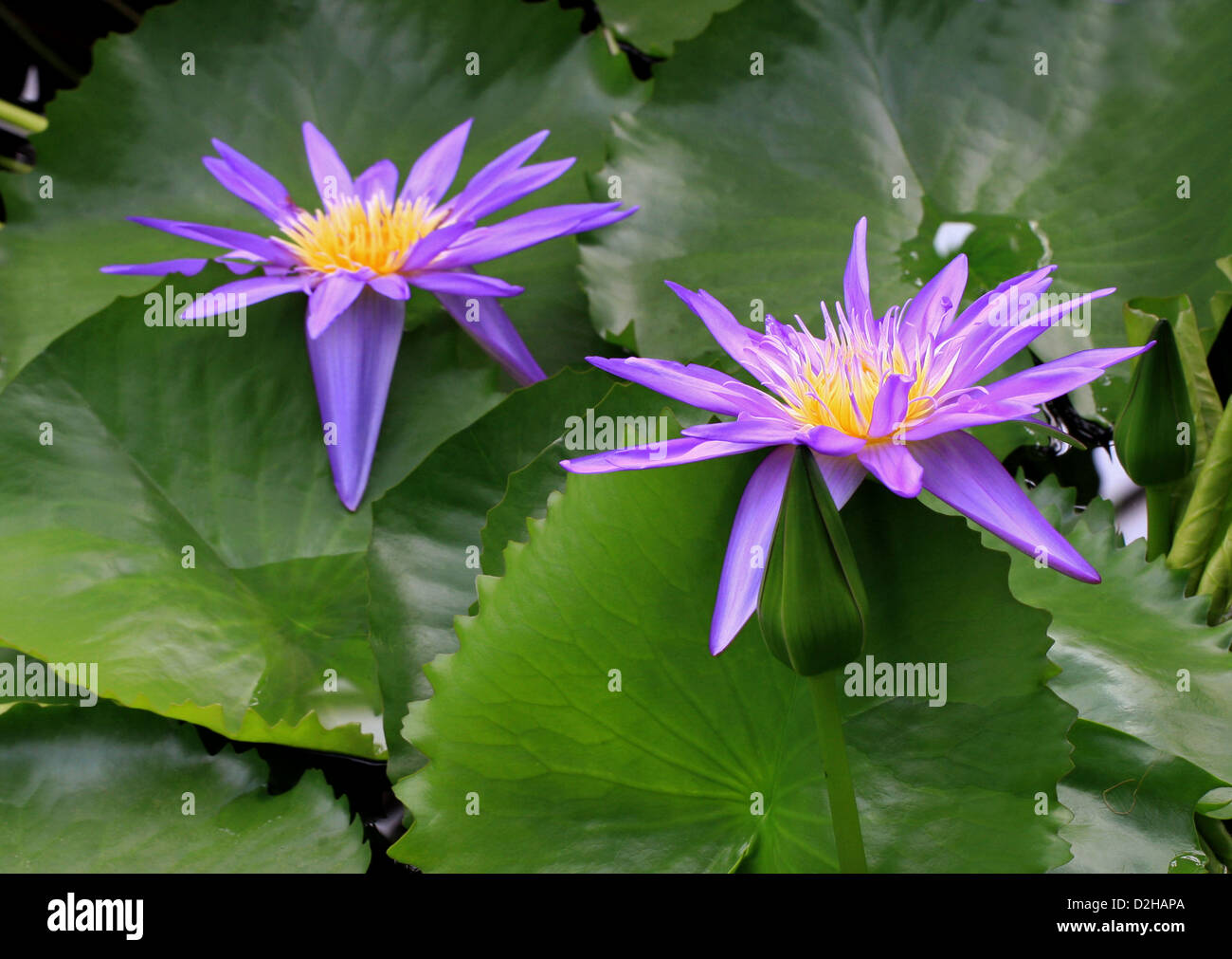 Water Lily, Nymphaea 'Midnight', Nymphaeaceae. Garden Origin. Stock Photo