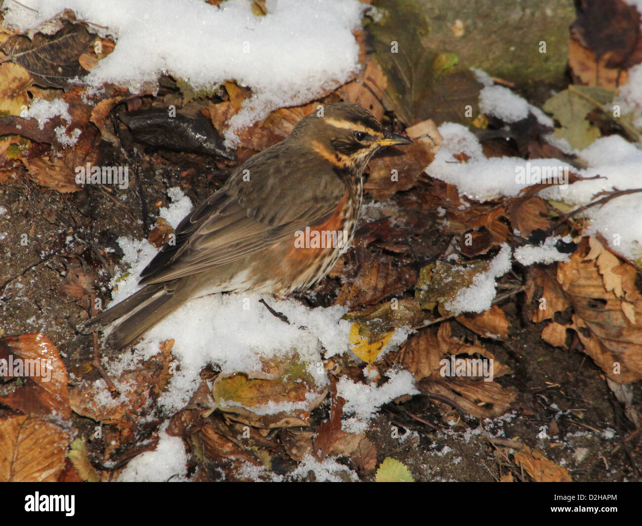 Detailed close-up of a Redwing (Turdus iliacus) foraging in the snow Stock Photo