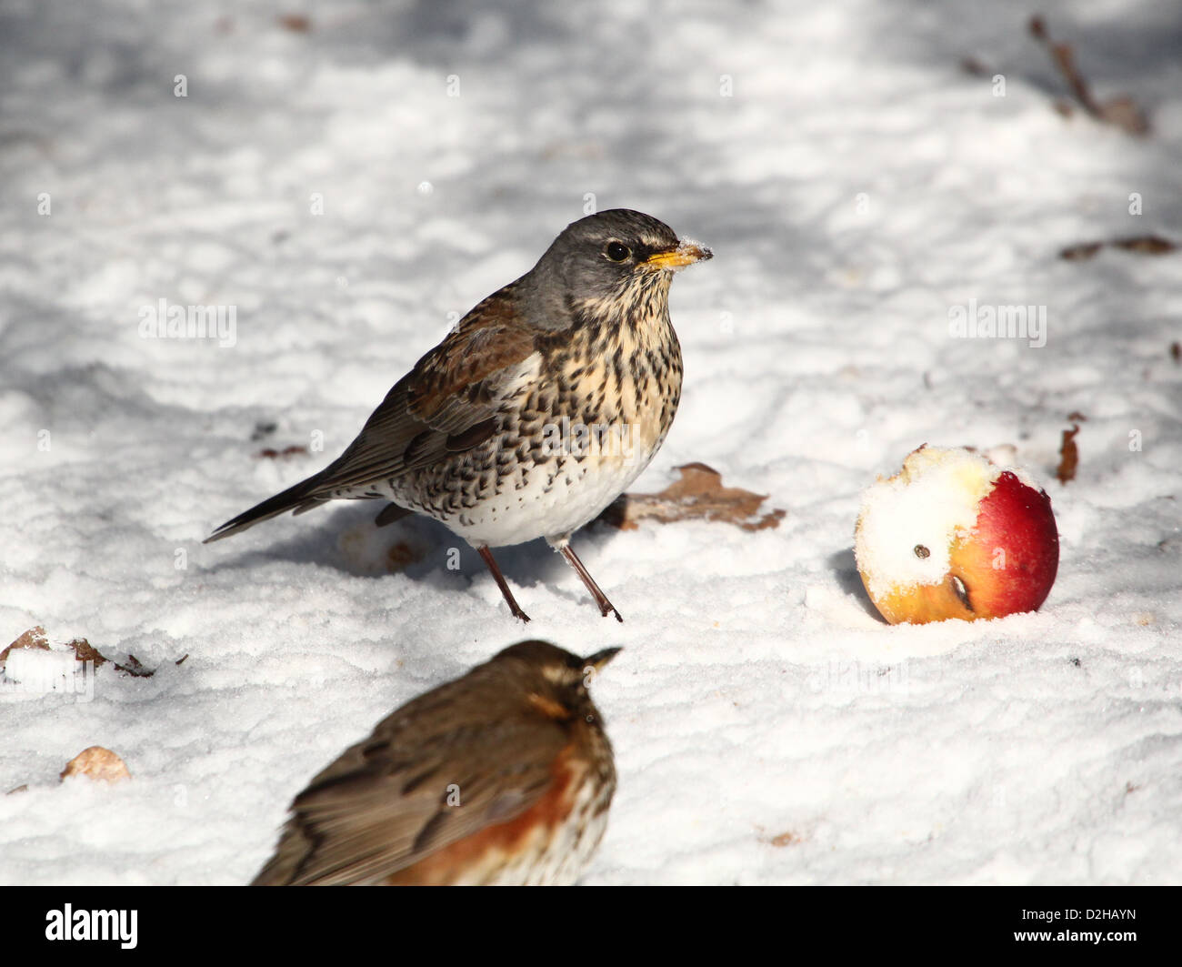 Fieldfare (Turdus pilaris) in a winter setting, foraging and posing in the snow Stock Photo