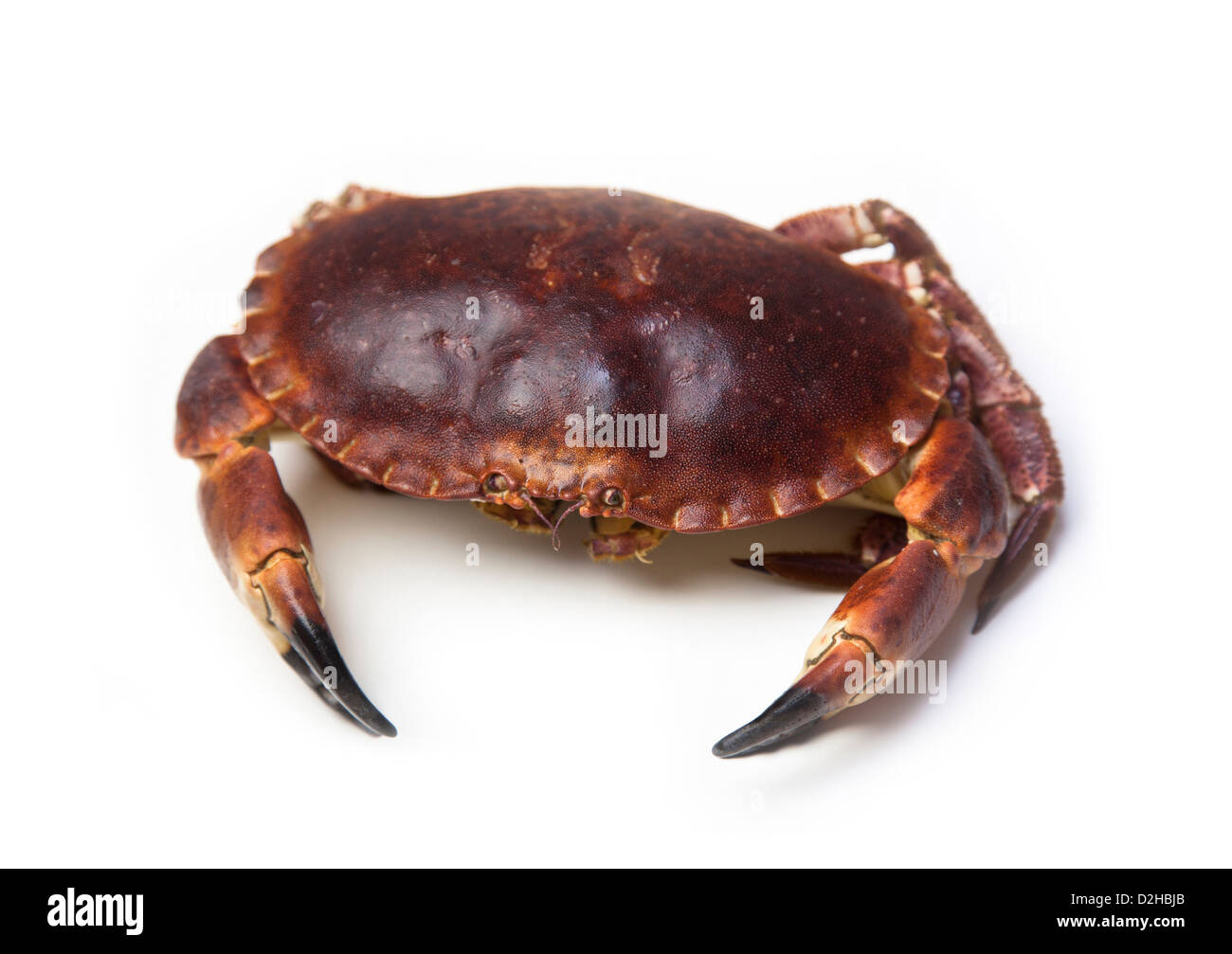 Raw edible crab (Cancer pagurus) isolated on white Stock Photo
