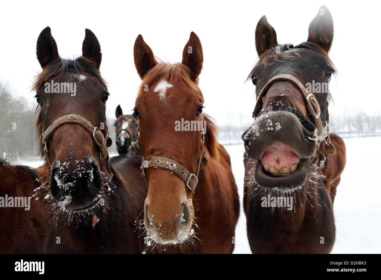 Görlsdorf, Germany, horses in winter portrait Stock Photo