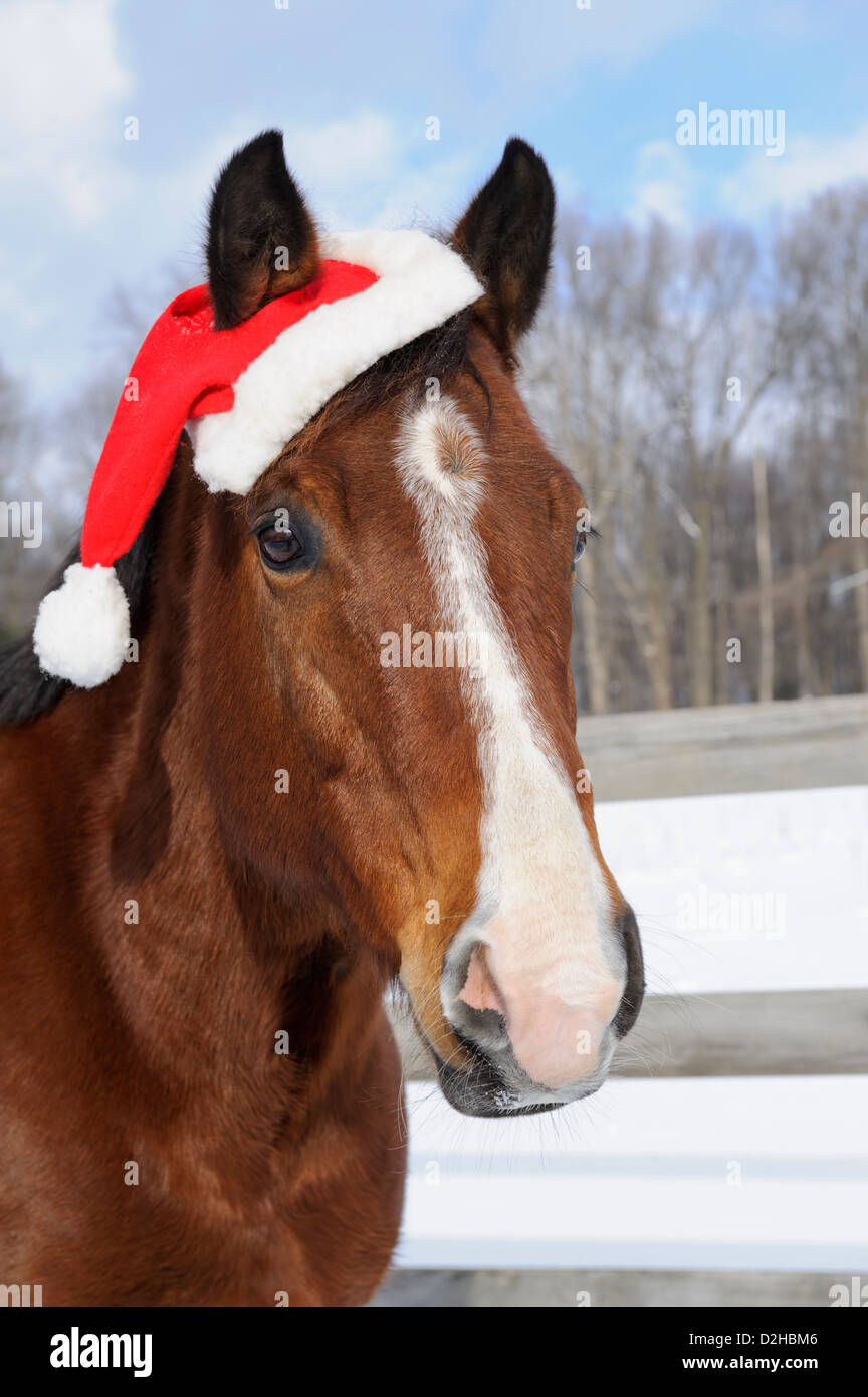 Horse santa hat hi-res stock photography and images - Alamy