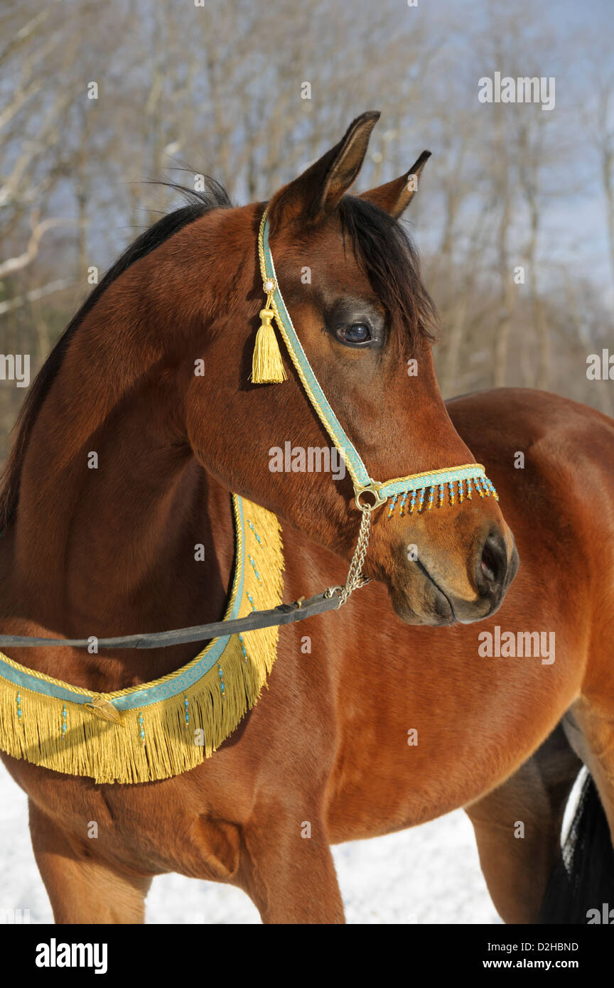Decorative Horse Tack Stock Photos Decorative Horse Tack Stock