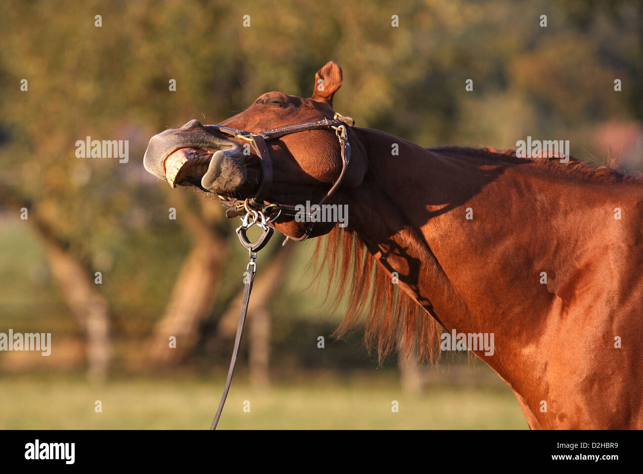 Exhausted horse hires stock photography and images Alamy