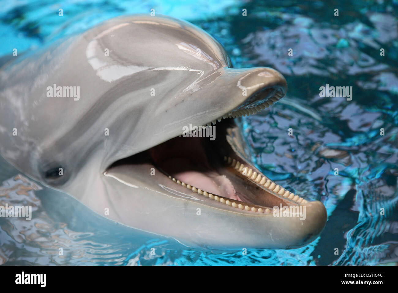 Nuernberg, Germany, laughing dolphin Stock Photo