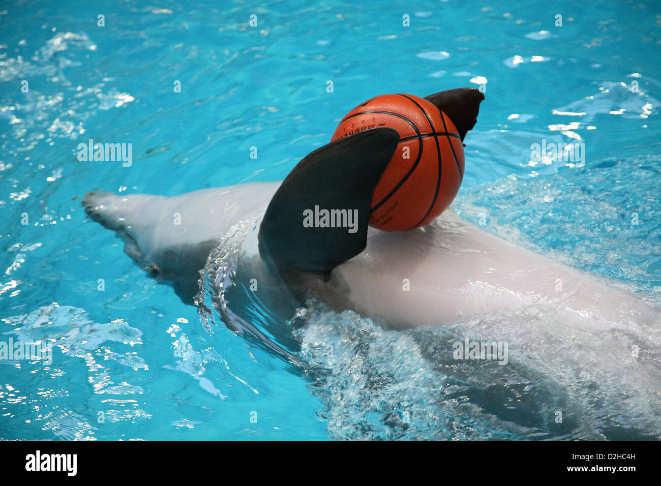 Nuernberg, Germany, swimming dolphin with ball Stock Photo