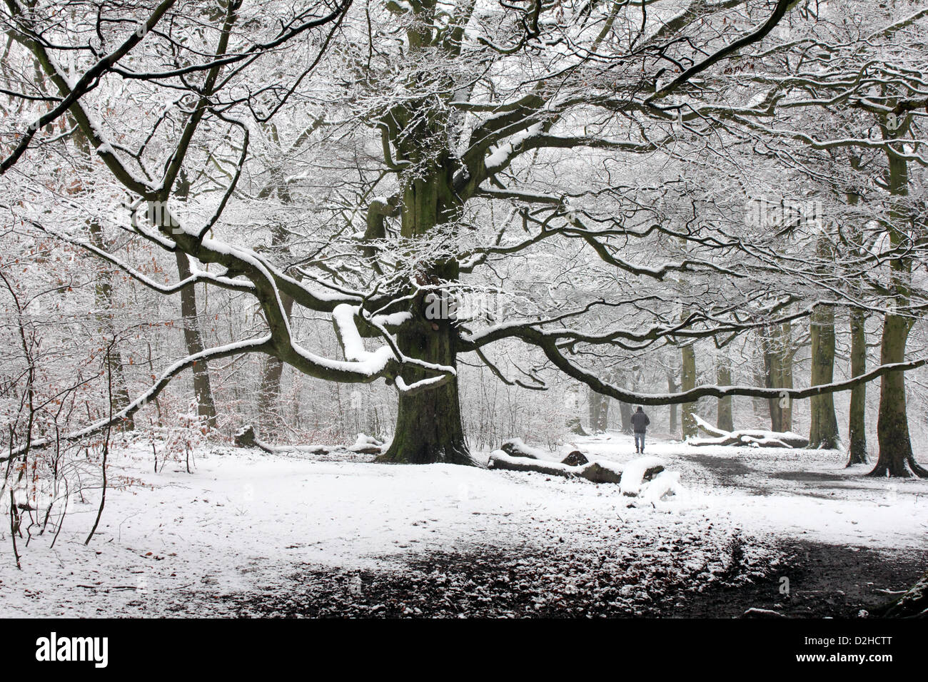 Snowy Winter Weather on a Big Beech Stock Photo