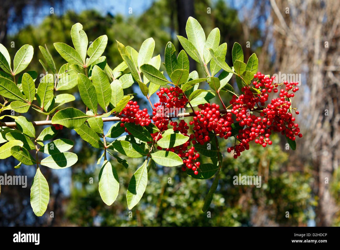A shrub tree called Brazilian Pepper that is an invasive plant species