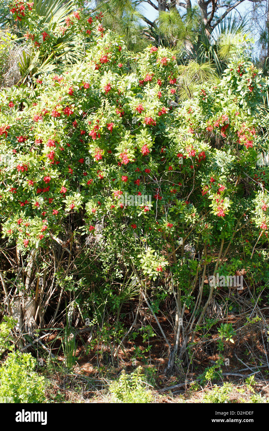 A shrub tree called Brazilian Pepper that is an invasive plant species