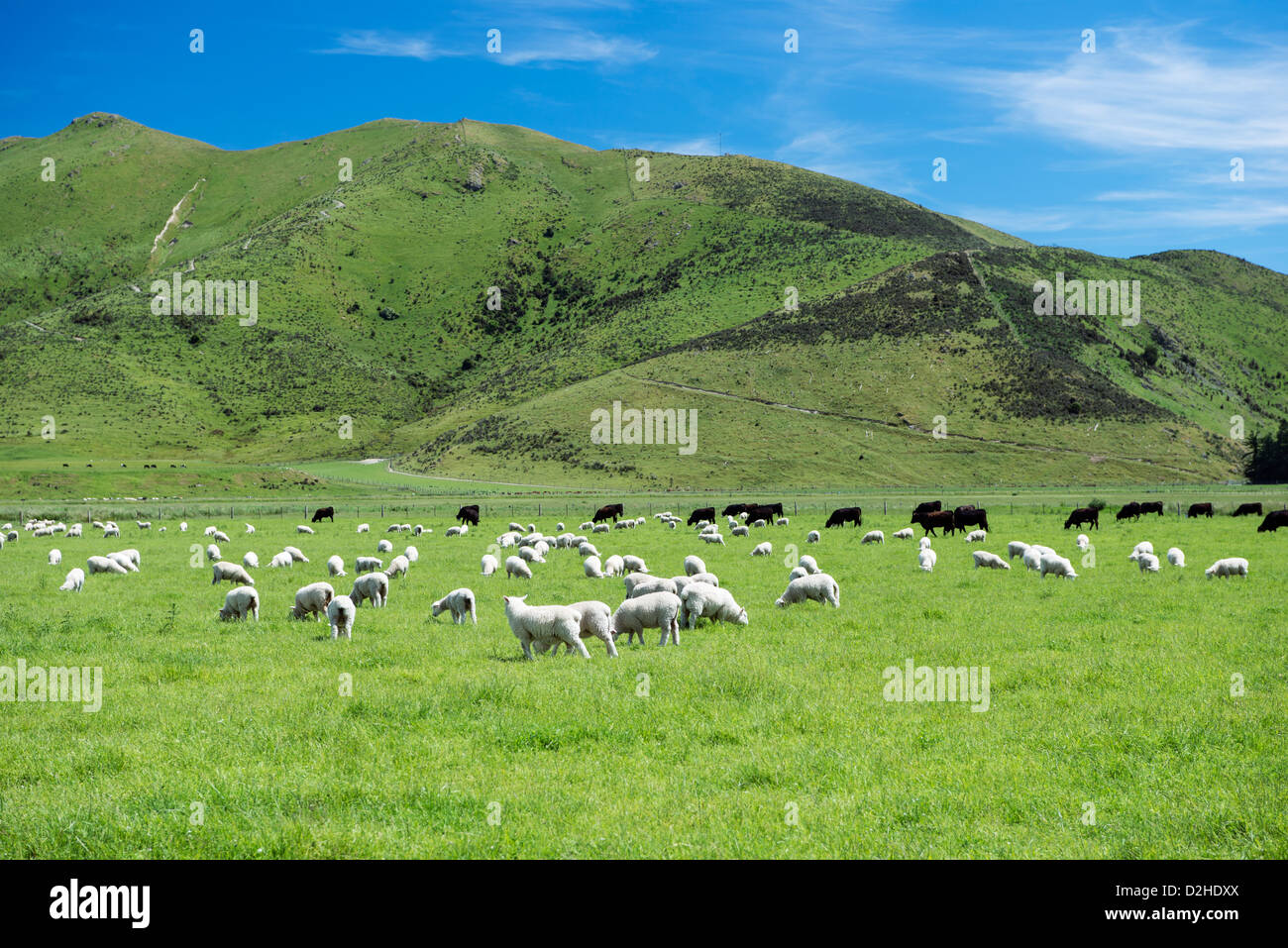 Sheep and cattle grazing together in a grassy green meadow Stock Photo