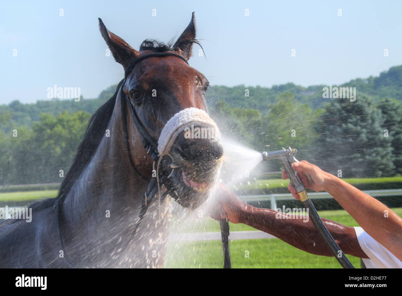 Water spray to cool down the racehorse after a race. Horse Racing at