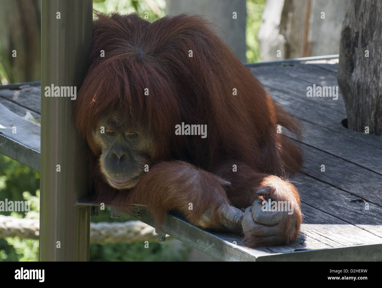 Orang utan at Melbourne Zoo, Australia Stock Photo