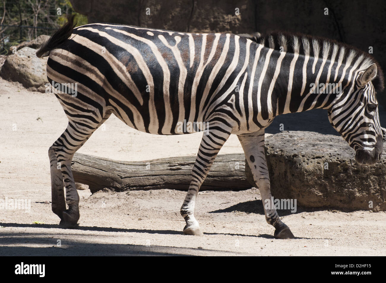 Zebra at Melbourne Zoo, Australia Stock Photo Alamy