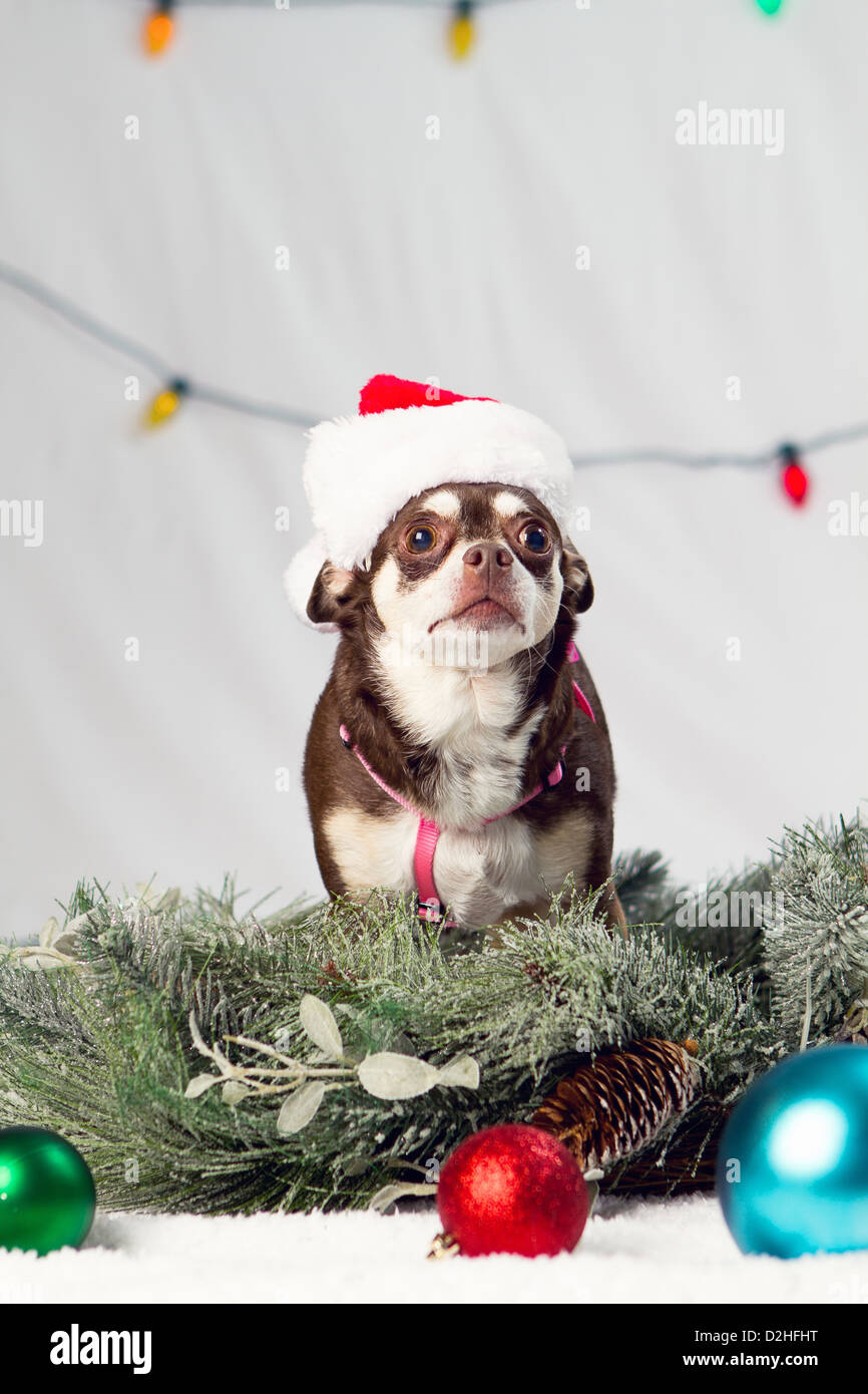 A Christmas studio shot of a dog Stock Photo