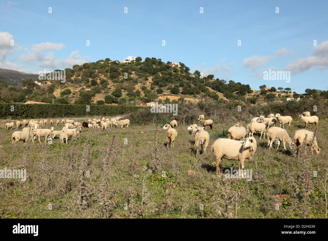 Sheeps on a pasture in Andalusia, Spain Stock Photo
