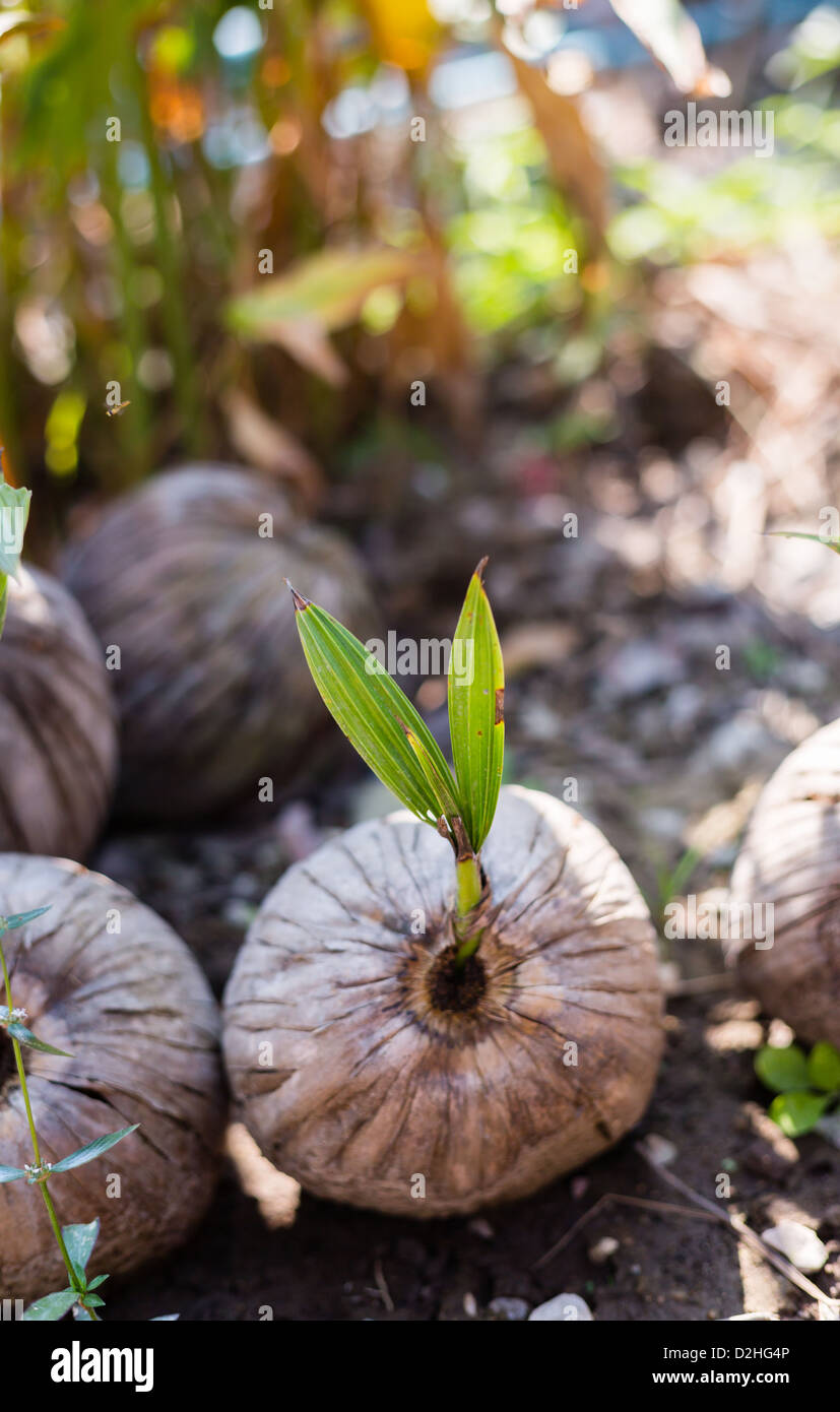 Sprout of coconut tree in garden Stock Photo Alamy