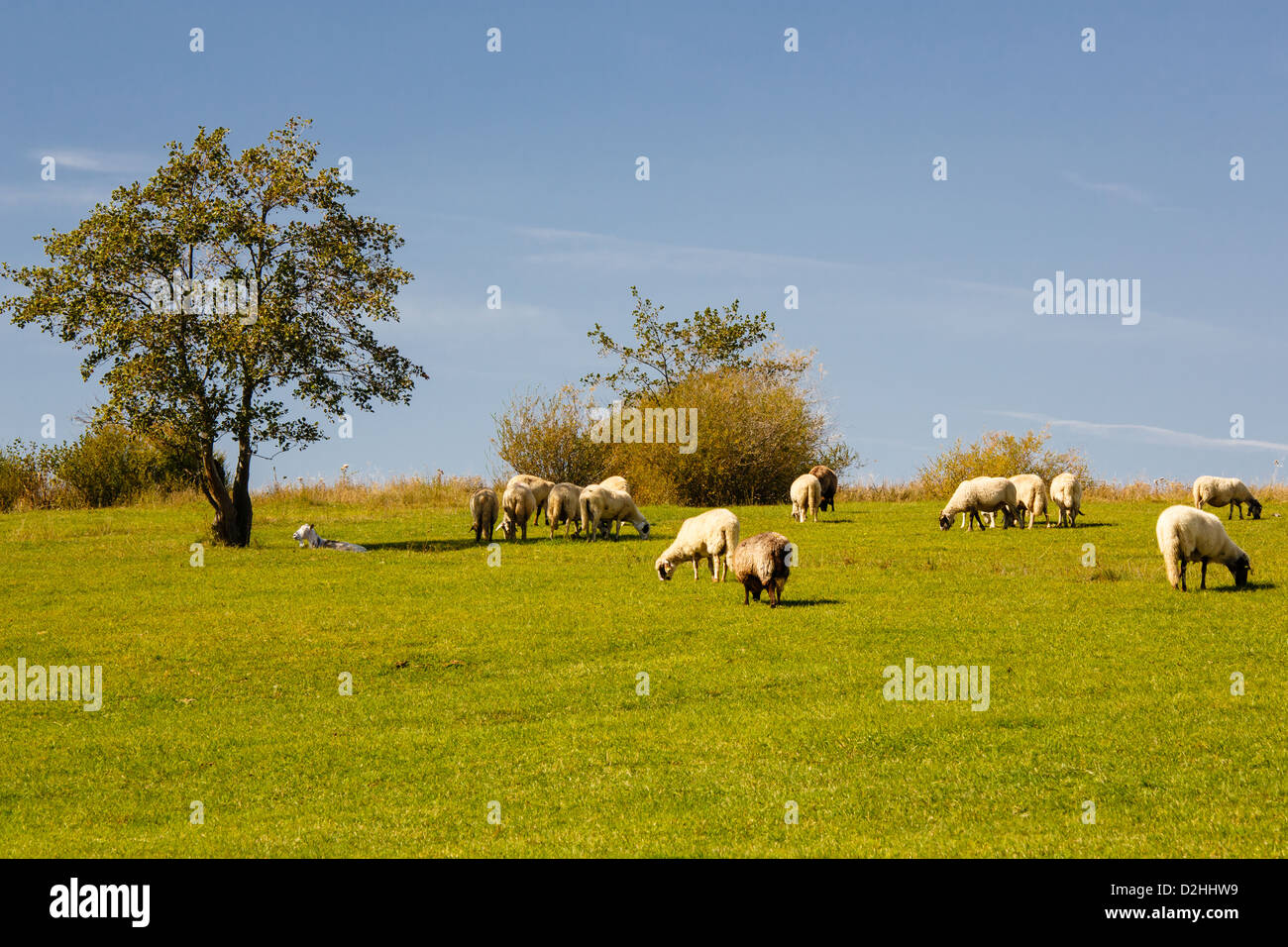 Herd of sheep grazing on a meadow Stock Photo - Alamy