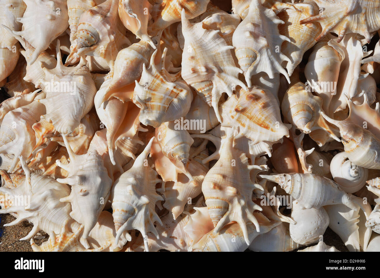 Indian Giant Spider Conch ( Lambis truncata shell ) Stock Photo