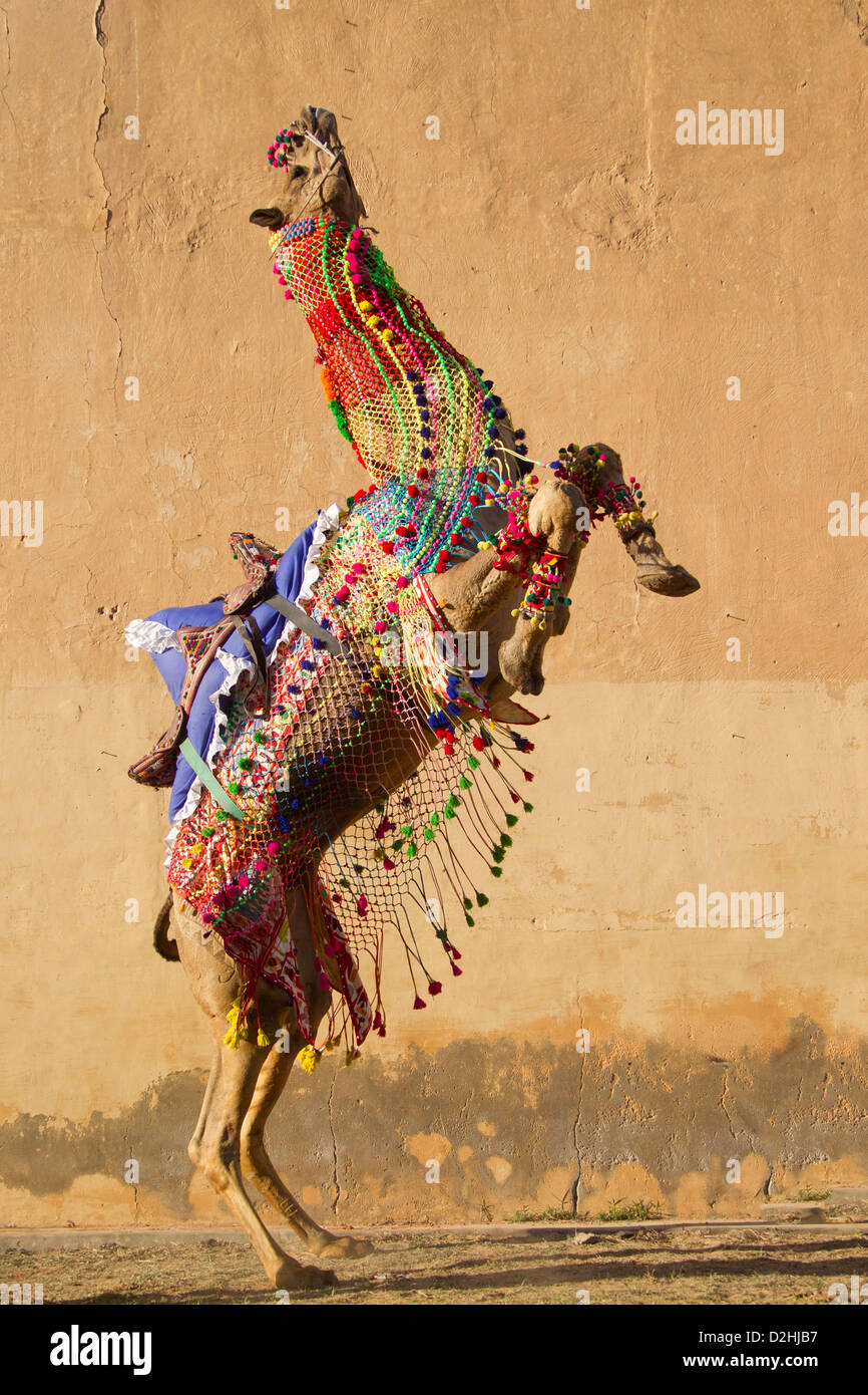 The male Gajraj rears up on its hind legs. As a dancing camel he appears during at all kind of celebrations, as well as during d Stock Photo