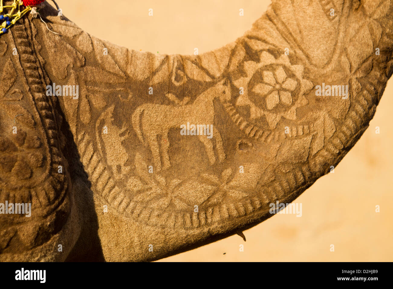 Dromedary Camel (Camelus dromedarius). The male Gajraj is richly decorated with patterns clipped into its fur. As a dancing came Stock Photo