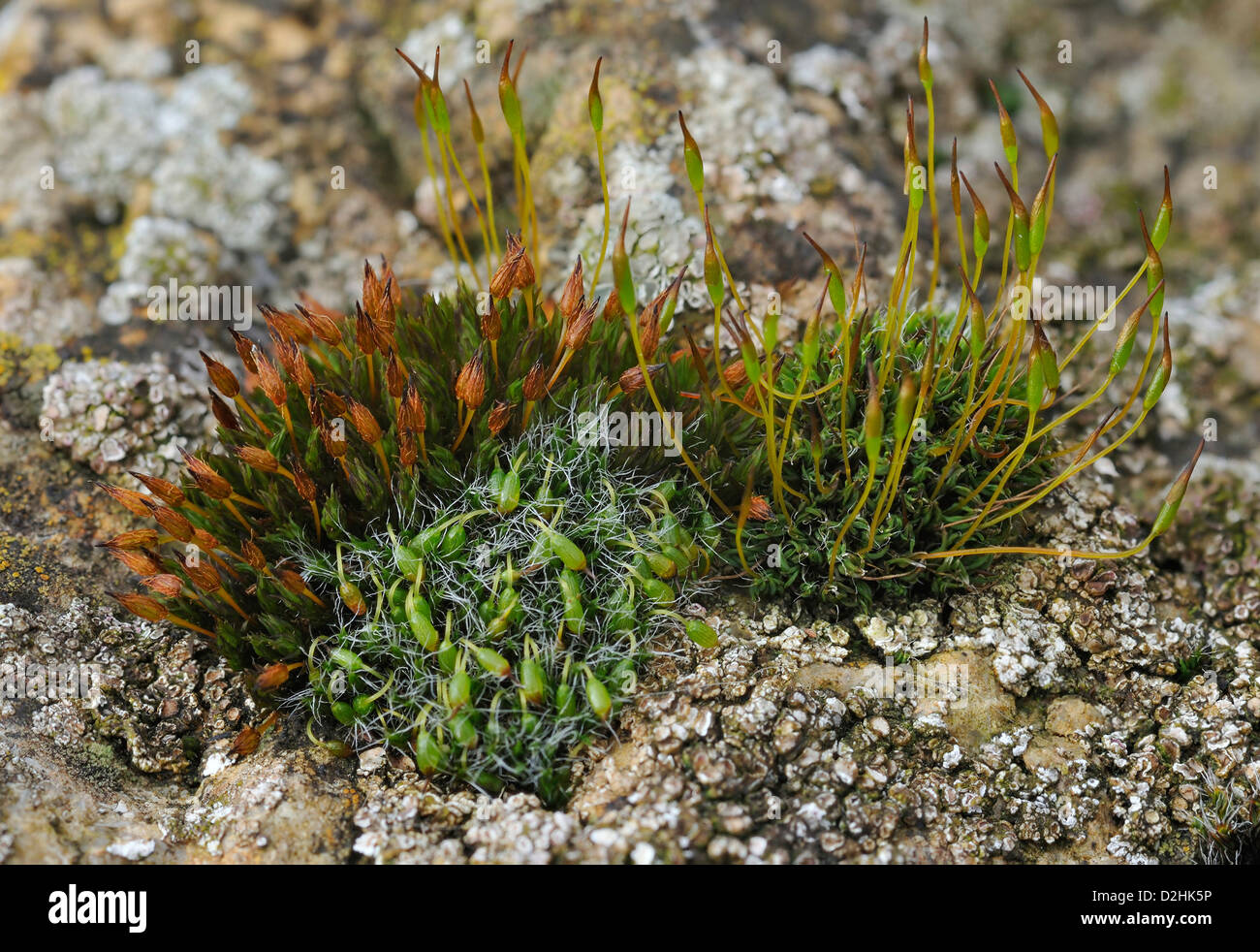 Mosses on Cotswold limestone wall Stock Photo