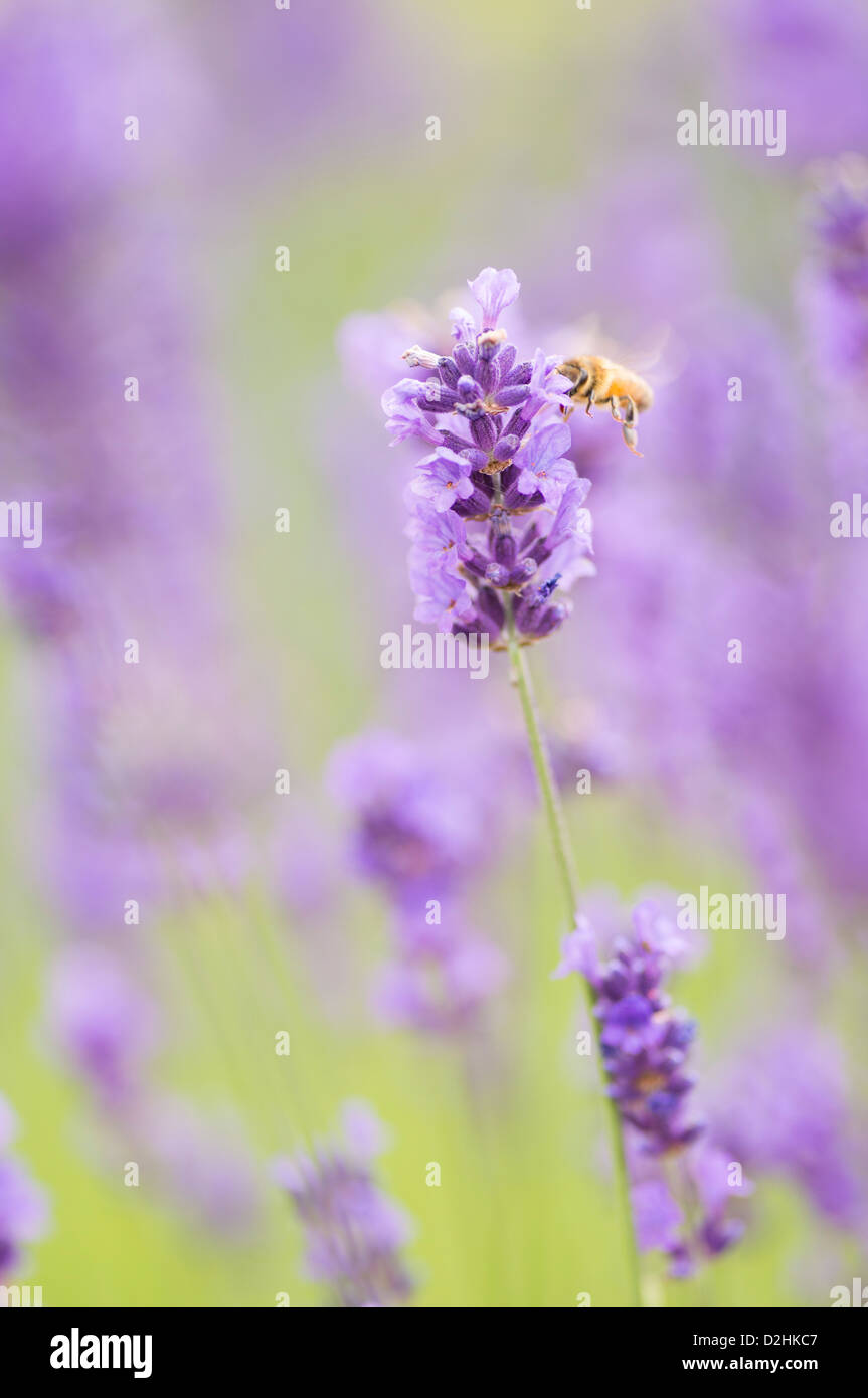 Summer scene with busy bee pollinating lavender flowers in green field Stock Photo