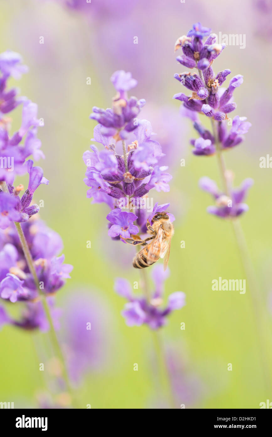 Summer scene with busy bee pollinating lavender flowers in green field Stock Photo