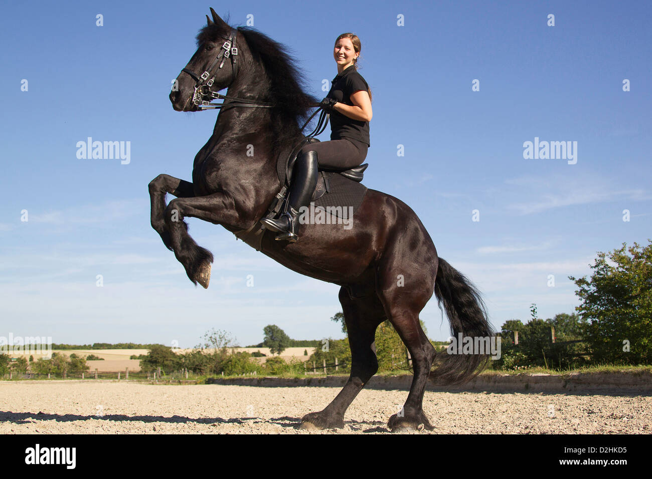 Friesian Horse With Rider Rearing Stock Photo Alamy