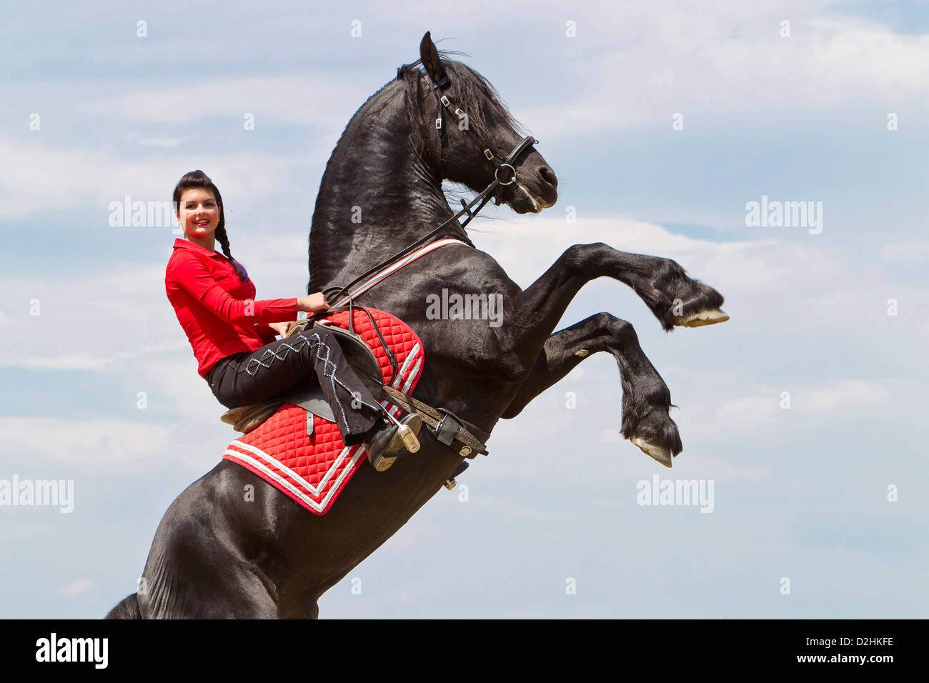 Friesian Horse with rider, rearing Stock Photo