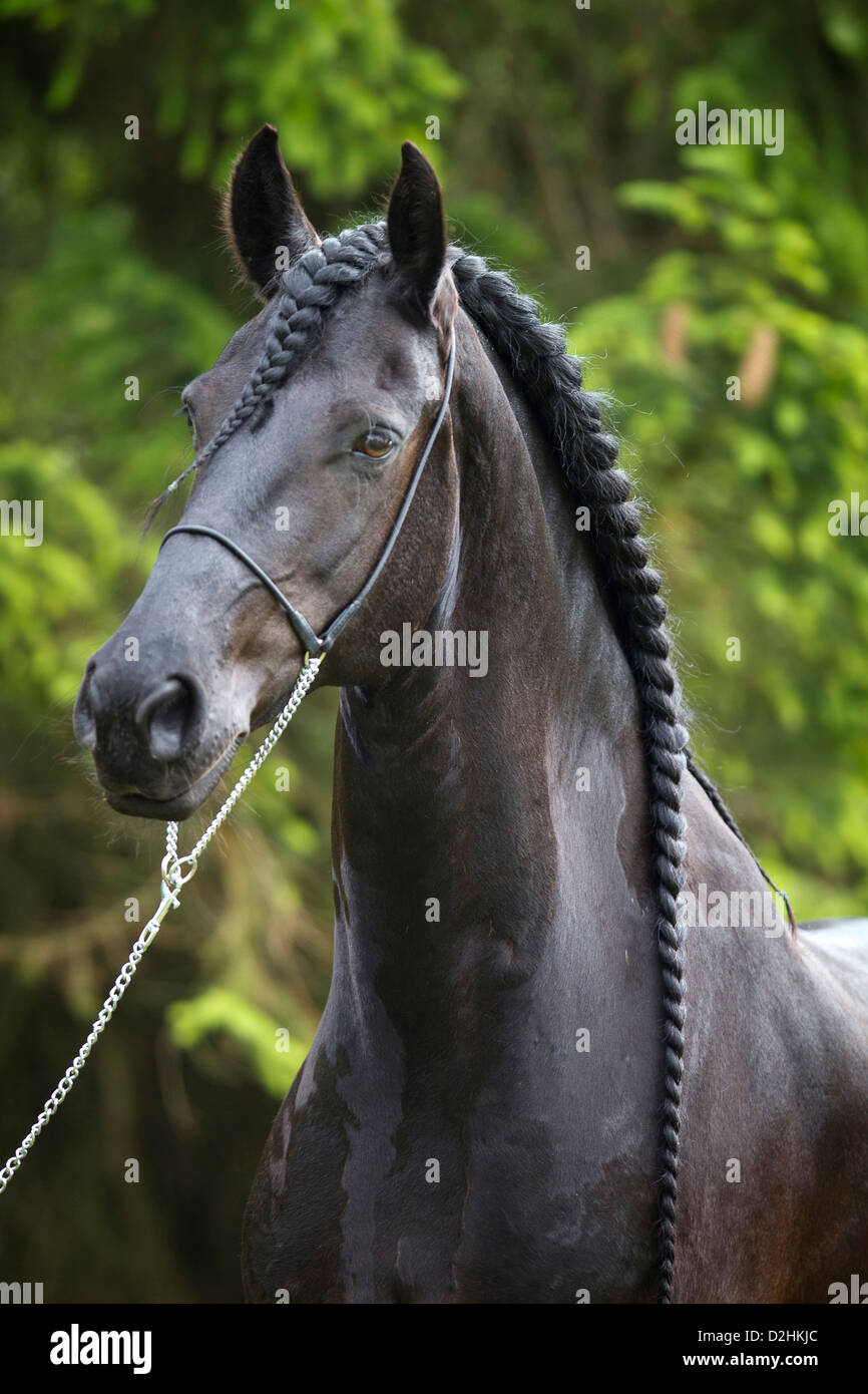 Friesian Horse. Gelding Nillis with halter and plaited mane Stock Photo