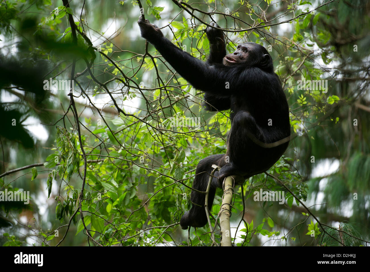 Chimpanzee, Pan troglodytes, Nyungwe Forest National Park, Rwanda Stock Photo
