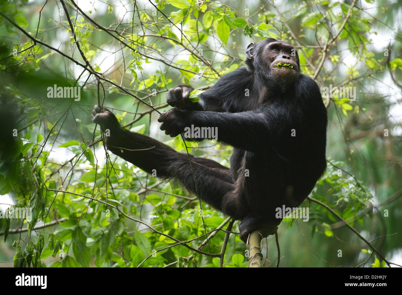 Chimpanzee, Pan troglodytes, Nyungwe Forest National Park, Rwanda Stock Photo