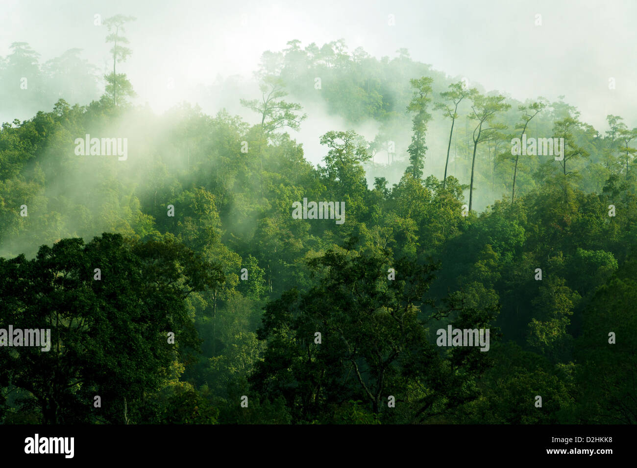 Rainforest canopy hi-res stock photography and images - Alamy