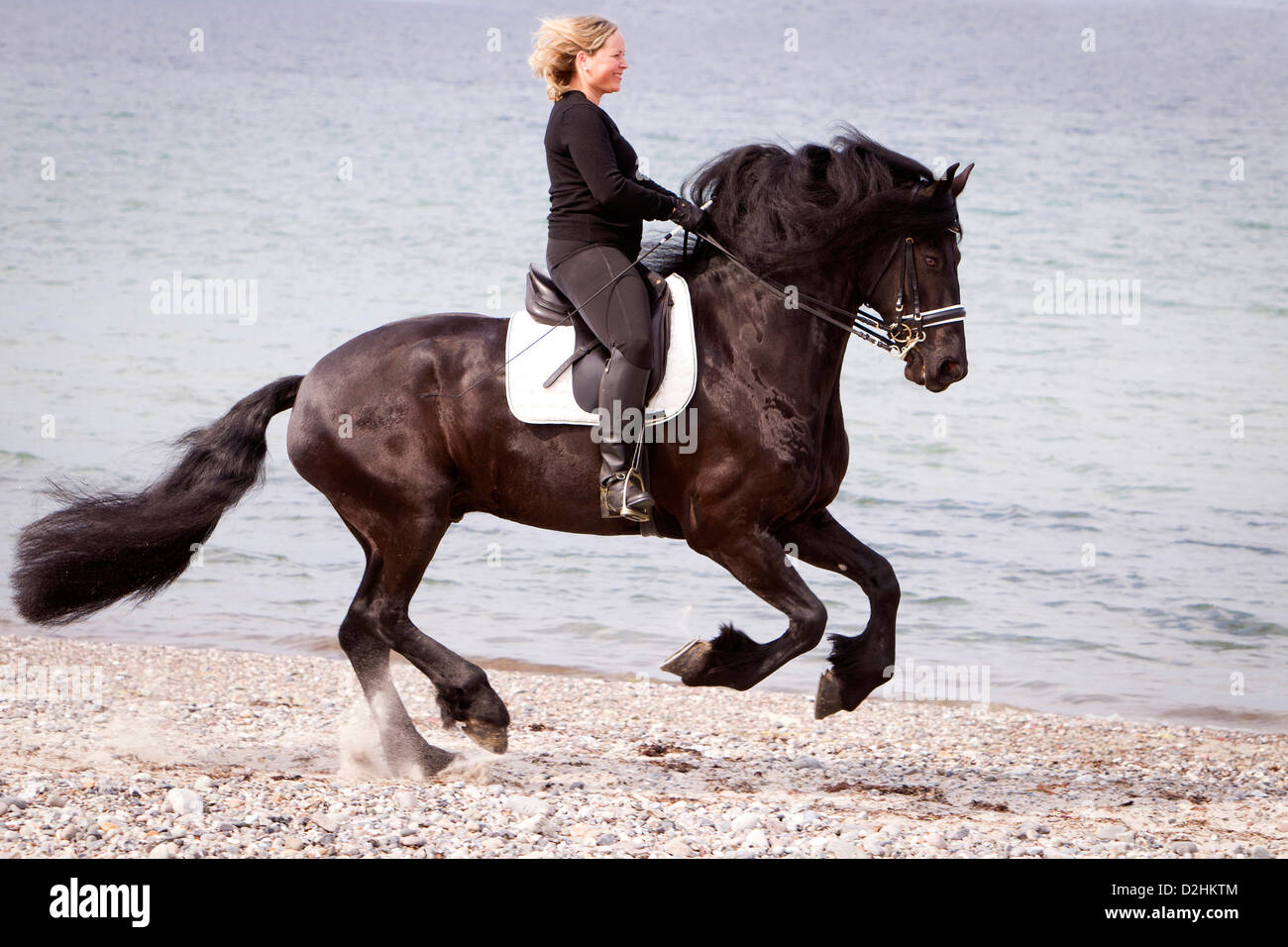Friesian Horse. Gelding Nillis  with rider in a gallop on a beach of the Baltic Sea Stock Photo