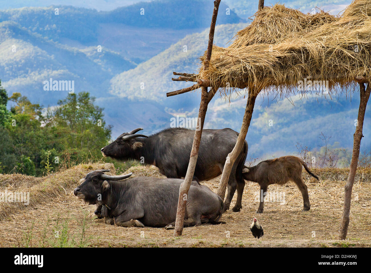 Water buffalo in a Thai mountain village. Stock Photo